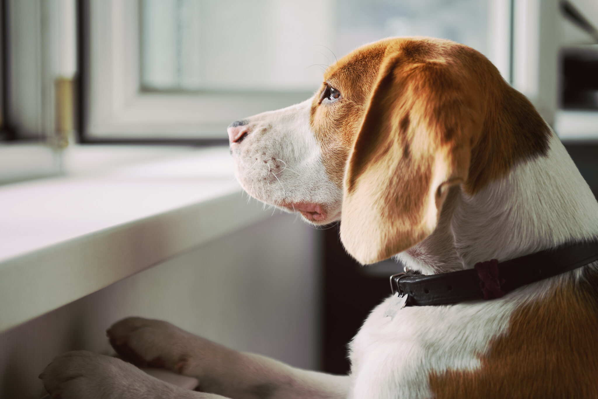 Curated visual reference: Creative Understanding Separation Anxiety In Dogs Photo Inspiration