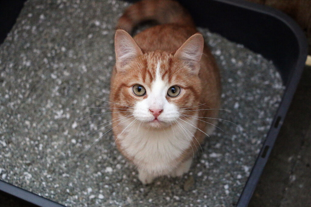 Orange and white cat sitting in litter box looking at the camera.