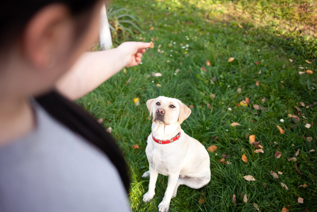 Man teaching a dog to sit outside on grass.