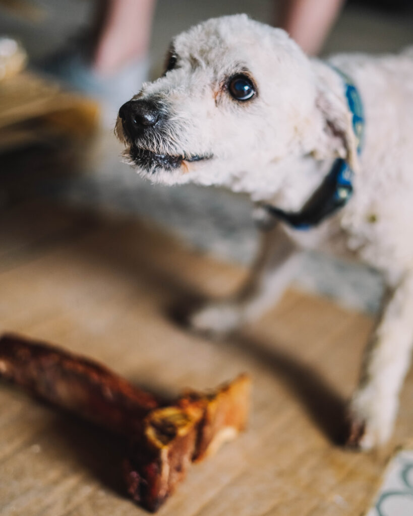 White dog with ears back, guarding a bone.