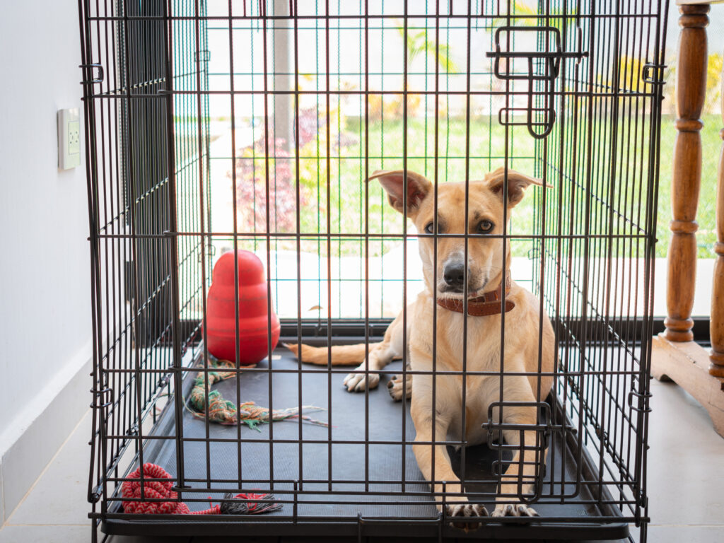 Dog inside house in a crate with his toys, laying down and looking at the camera.