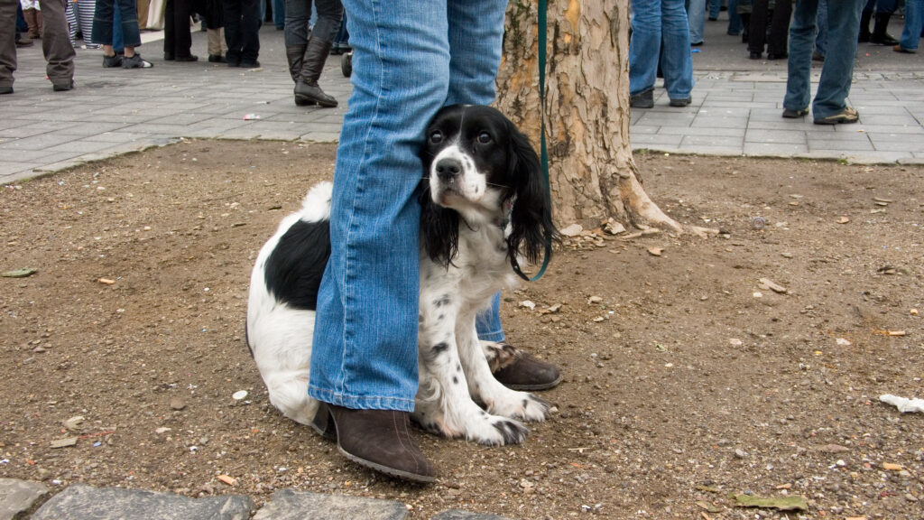 Dog outside, standing between a person's legs and looking scared.