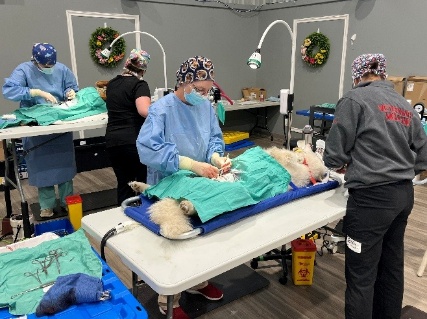 Ontario SPCA veterinary team performing animal surgeries at a mobile spay and neuter clinic.