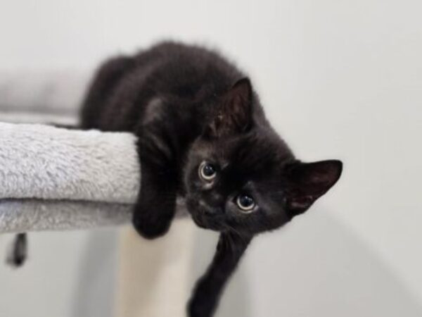 kitten at animal centre