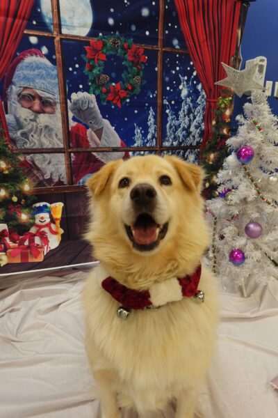 dog with Christmas background