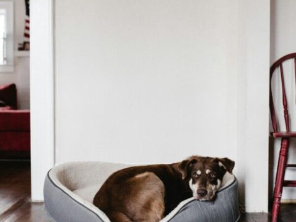 dog sleeping in house