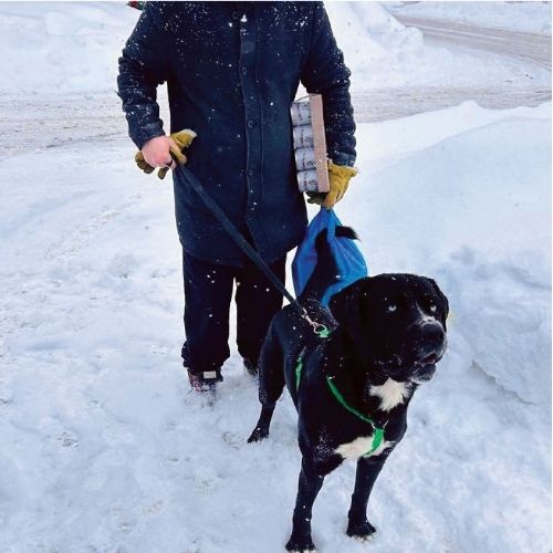 Person with a dog in the snow, carrying pet supplies.