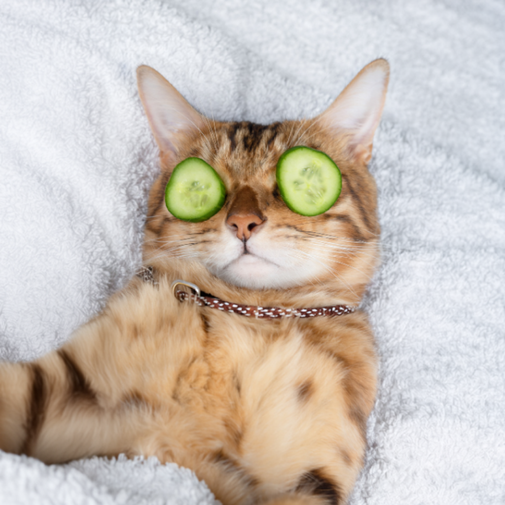 cat laying on back with cucumbers over his eyes like at the spa
