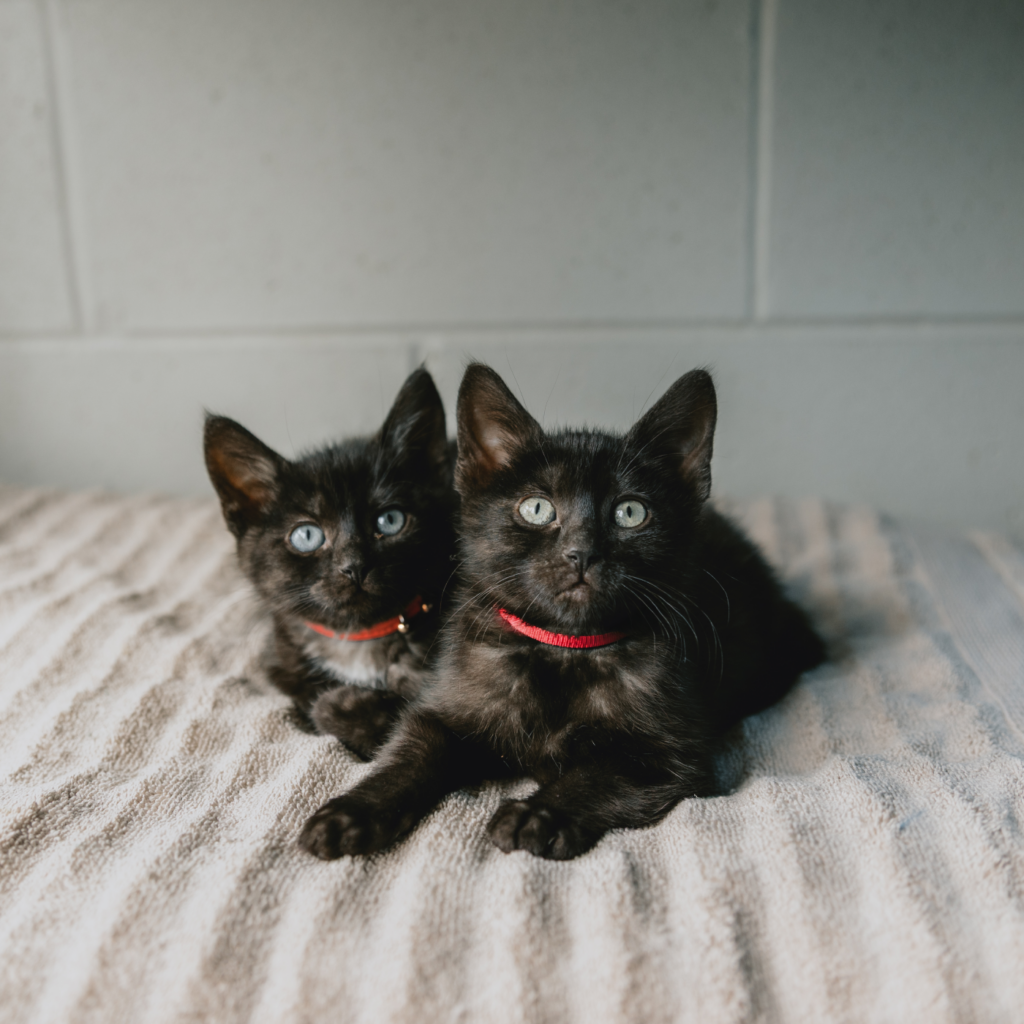 Two black kittens laying together on blanket looking at camera