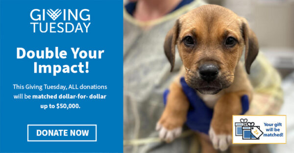 Ontario SPCA team member holding a puppy in blue gloves, with the Giving Tuesday logo on a blurred clinic background.