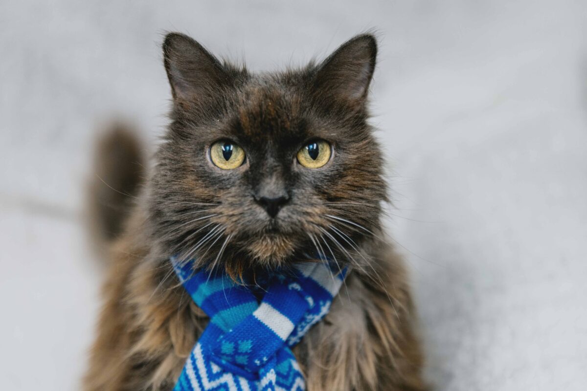 cat with christmas scarf
