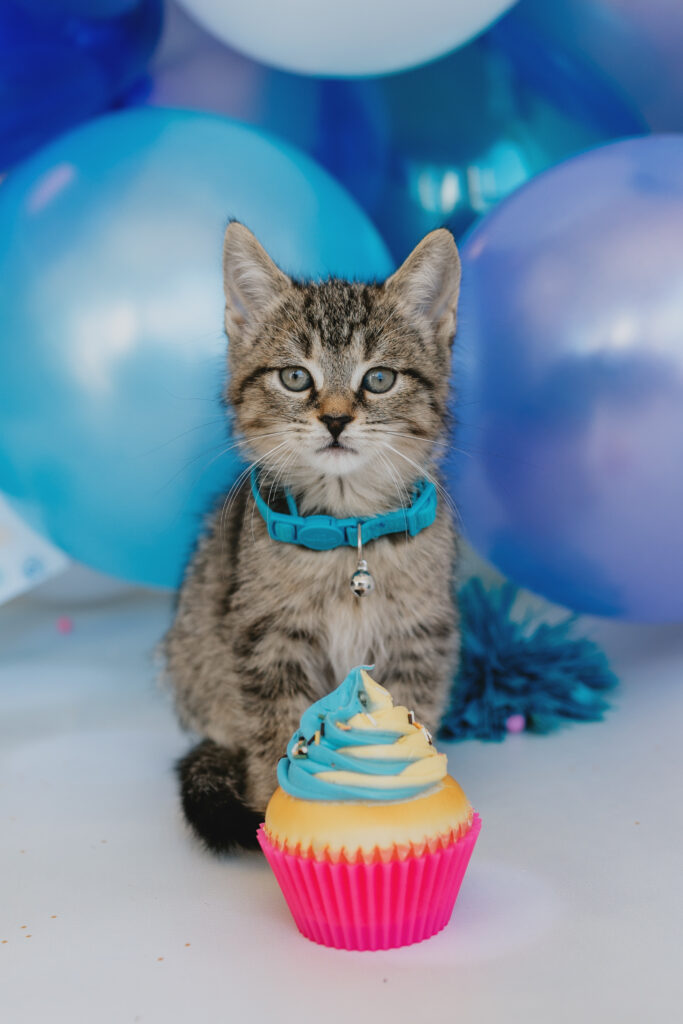 kitten with cupcake