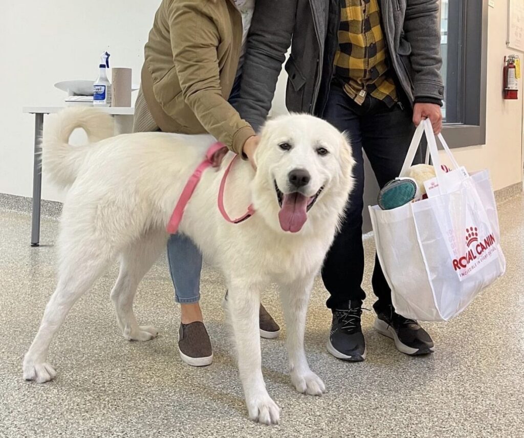 New pet adopters with their large white dog at an animal shelter, smiling on adoption day.
