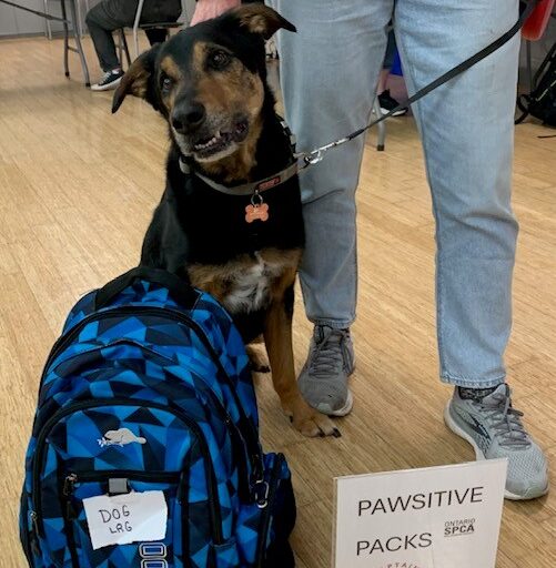 dog on leash standing beside person, blue backpack on ground in front of dog.