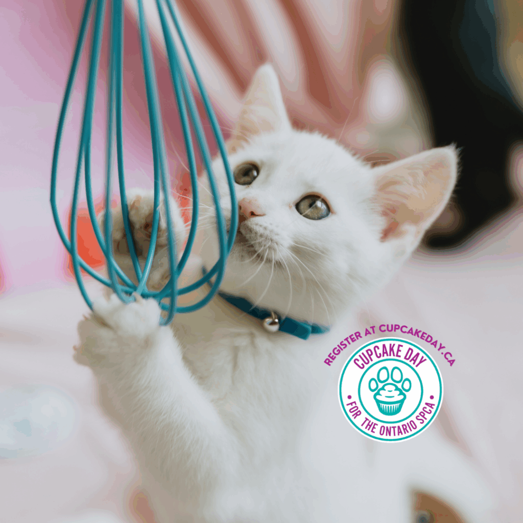 White kitten playing with a blue whisk beside the Cupcake Day logo and the message “Make Cupcake Day the sweetest day of the year for animals in need.