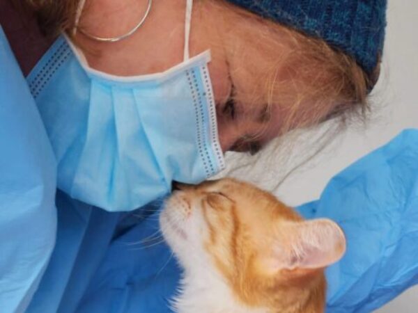 cat bonding with vet