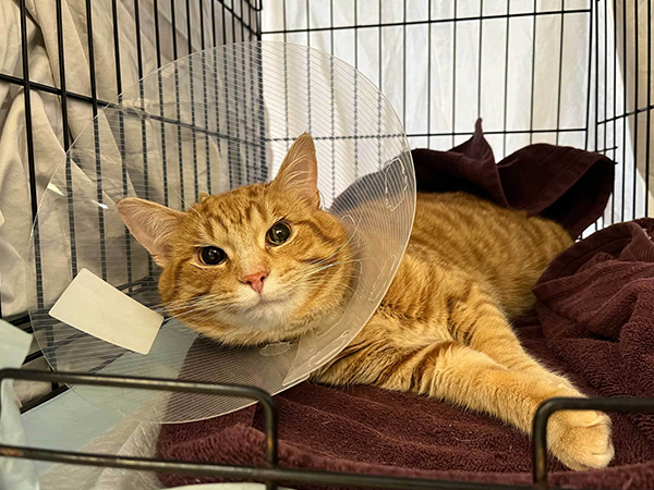 Orange tabby cat wearing a plastic cone, resting on a burgundy towel inside a kennel.