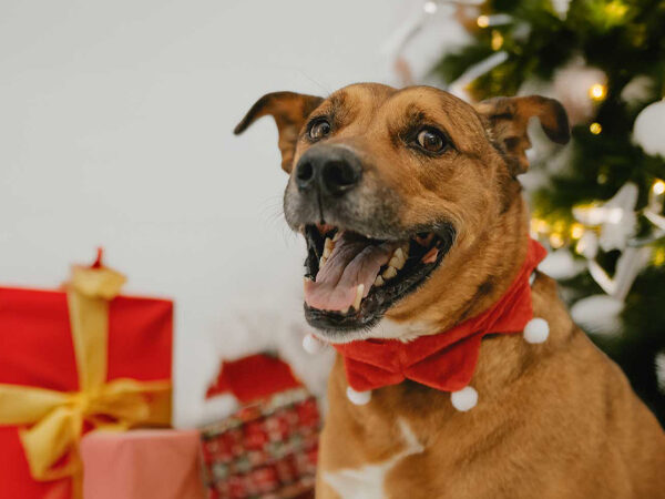 Smiling brown dog wearing a festive red collar with pom-poms, sitting in front of wrapped Christmas presents and a decorated tree.