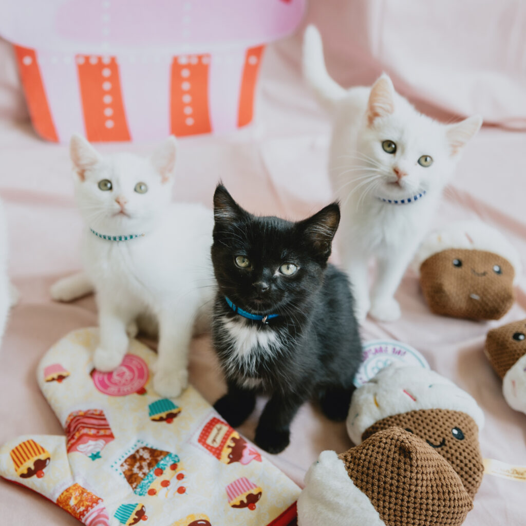 Three kittens—two white and one black—sitting on a pink surface surrounded by cat toys and a colourful oven mitt.