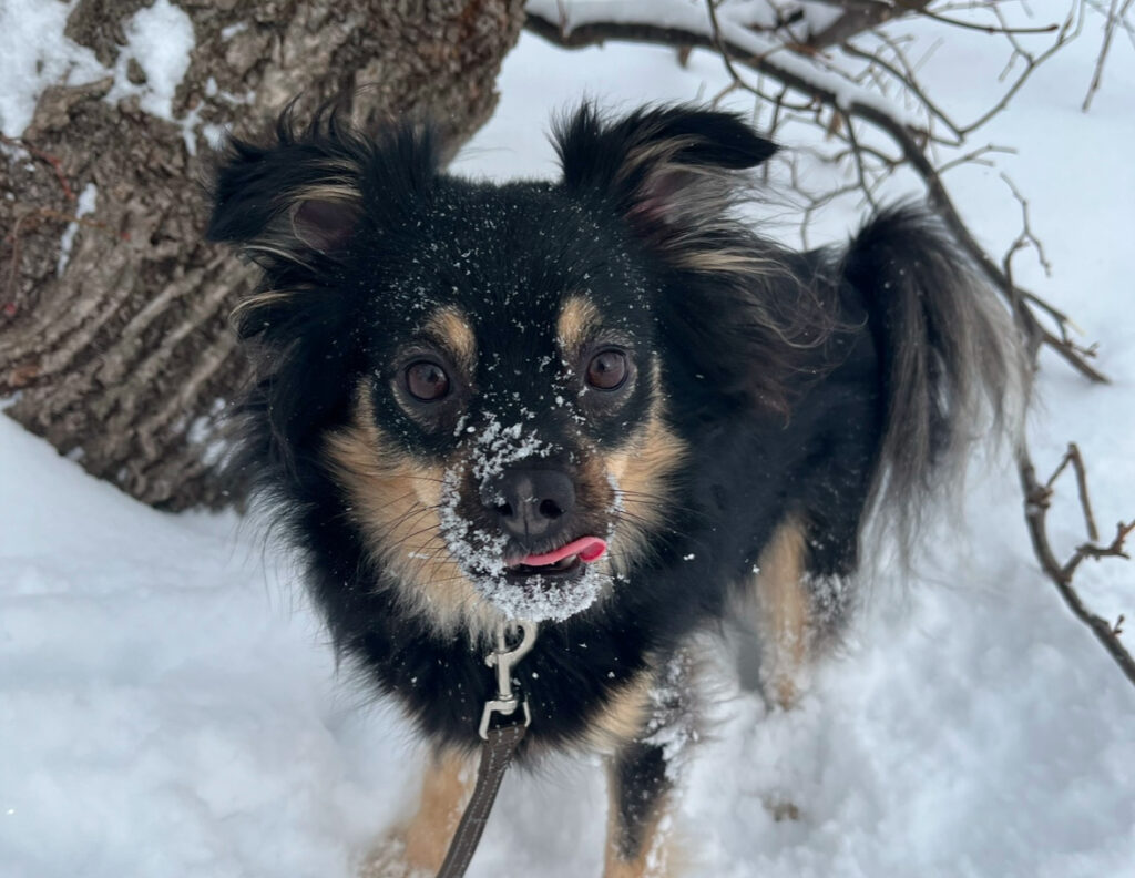 A small black and tan dog with snow on its face, standing on a snowy ground beside a tree.