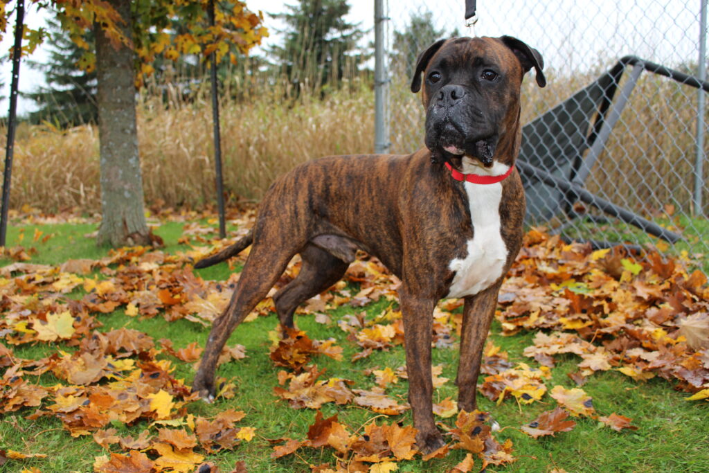 A brindle boxer dog with a red collar standing on grass covered with autumn leaves, near a fence and trees.