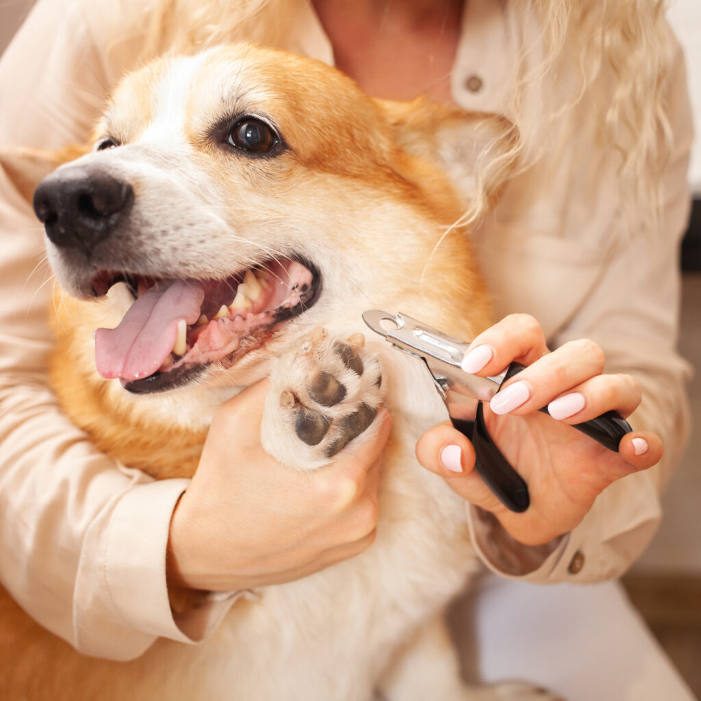 A happy dog having its nails trimmed by a person with light pink nail polish.