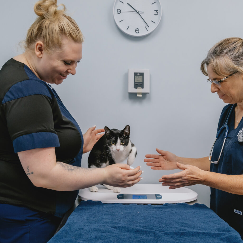Two veterinary staff members weigh a black and white cat on a scale in a clinic exam room.