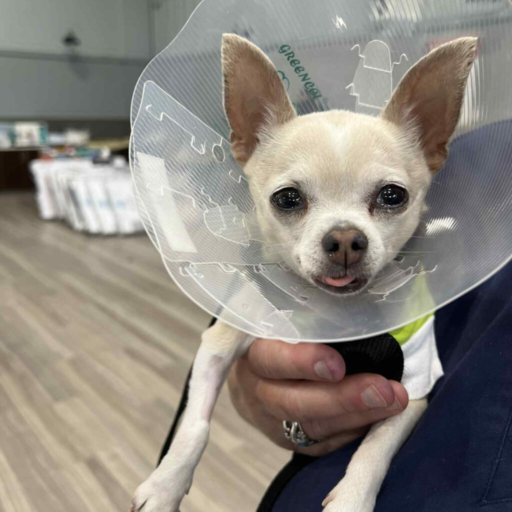 A small tan Chihuahua wearing a plastic cone, being held by a person indoors.