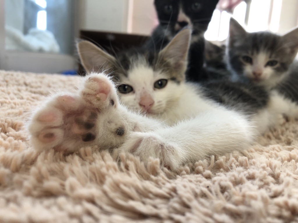 A white and grey kitten lying on a soft blanket with its paw stretched toward the camera, with two other kittens in the background.