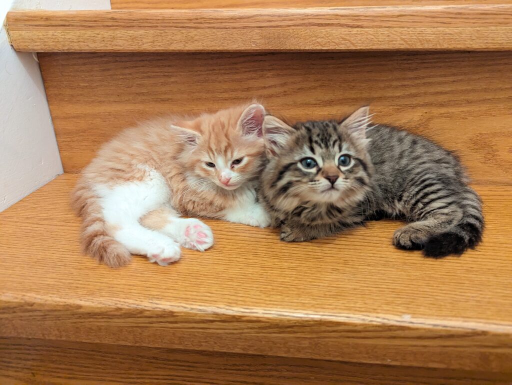 kittens