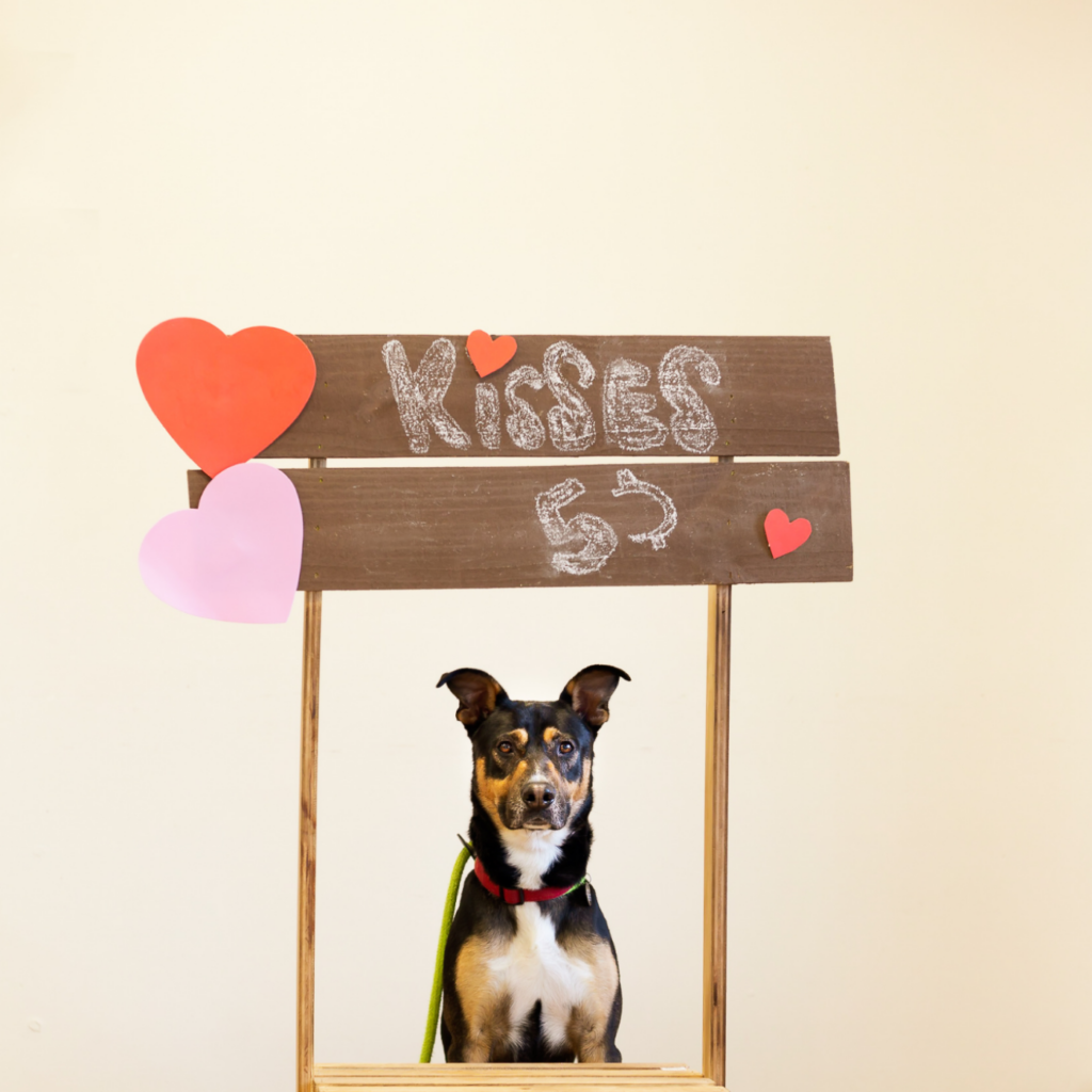 A black-and-tan dog with a white chest sits facing the camera beneath a rustic wooden sign that reads “Kisses 5¢” in chalk-style lettering. Red and pink paper hearts decorate the sign, and the dog wears a red collar with a green leash against a light, neutral background.
