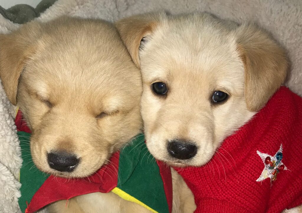 Puppies dressed up for Christmas