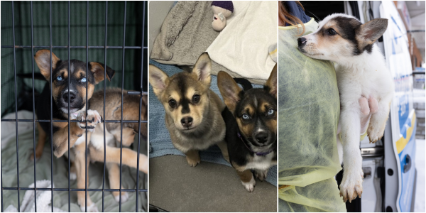 Three images of northern puppies: a brown and black puppy in a kennel, two puppies sitting together on a blanket, and a white and black puppy being held by a person in a yellow gown beside a transport vehicle.