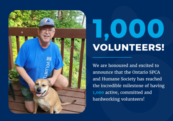 A man wearing an Ontario SPCA volunteer shirt and hat kneeling next to a tan dog on a deck, beside a graphic celebrating 1,000 volunteers at the Ontario SPCA and Humane Society.