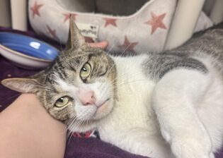 A tabby and white cat lying on a purple blanket, resting its head against a person’s arm.