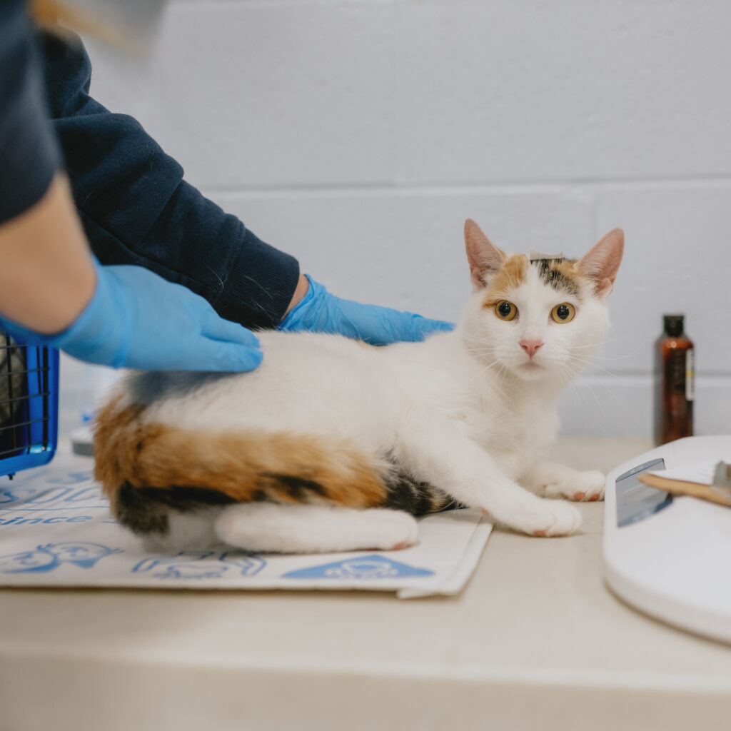 A white and calico cat being examined by a person wearing blue gloves in a veterinary clinic.