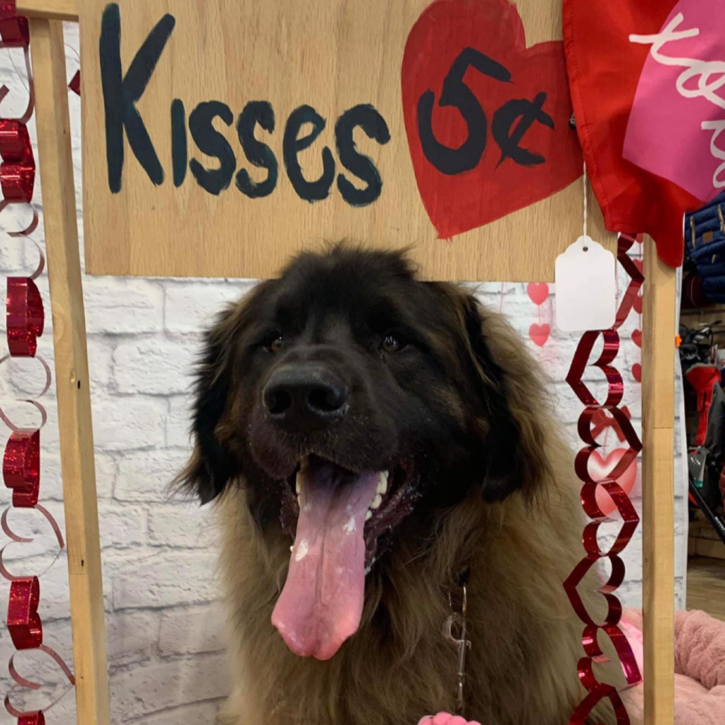 A large, fluffy dog with its tongue out sitting in a Valentine’s-themed photo booth with a “Kisses 5¢” sign.