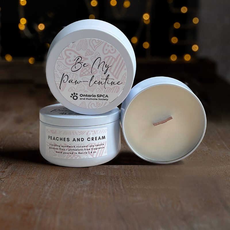 Three “Be My Paw-lentine” Peaches and Cream candles from Ontario SPCA’s Paws & Give program, displayed on a wooden surface with soft decorative lights in the background.