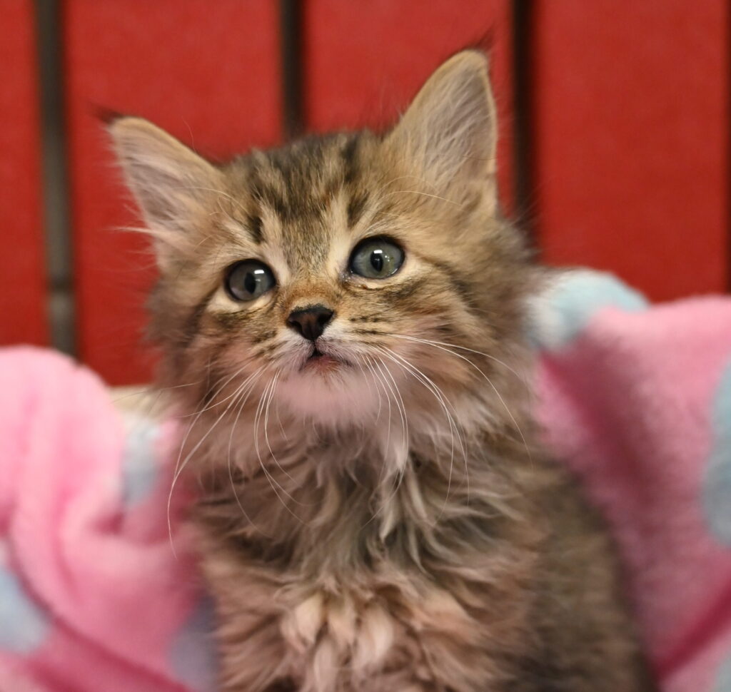 kitten on pink blanket
