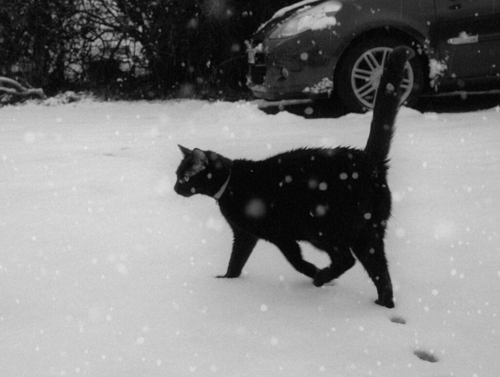 A black cat walking through falling snow in a snowy yard, leaving paw prints behind.