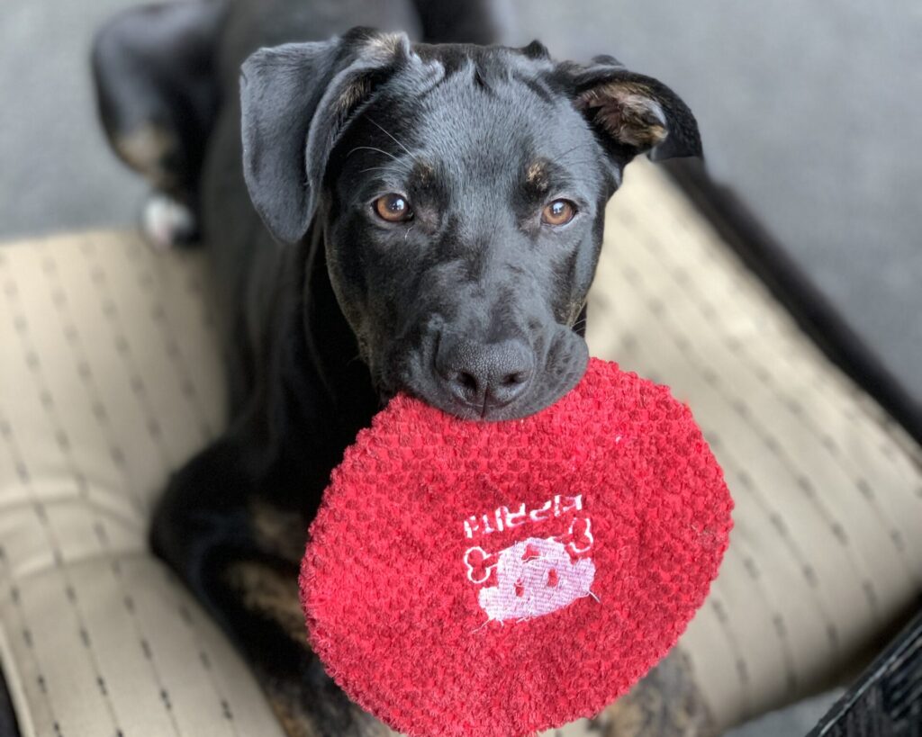 Black puppy with frisby
