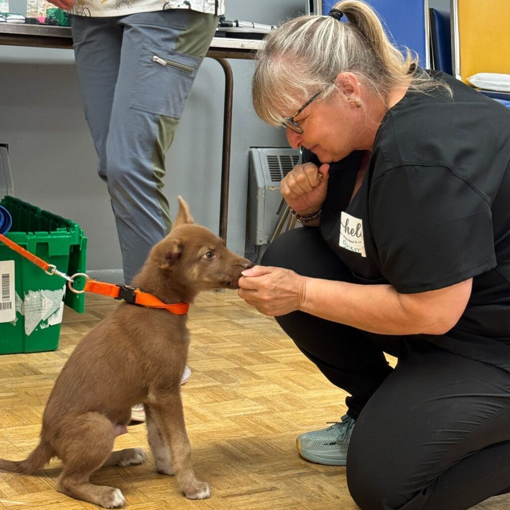 Woman kneeling on a clinic floor gently offering a treat to a small brown puppy wearing an orange collar and leash.