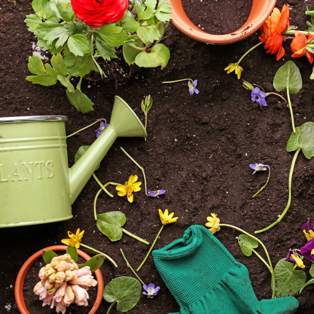 Overhead view of a gardening scene on dark soil with a green watering can, terracotta pots, a red blooming flower, scattered yellow and purple blossoms, green leaves, and a green gardening glove.