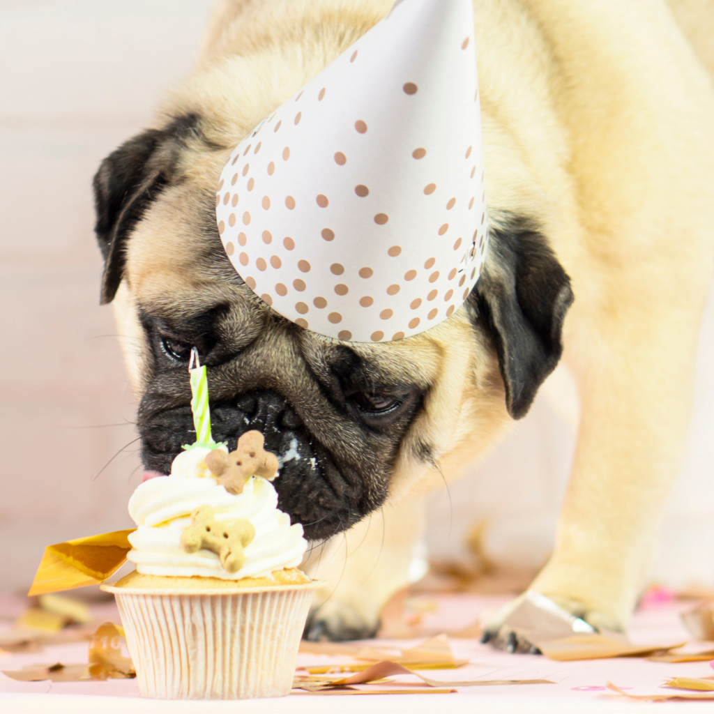Pug wearing a white polka dot party hat sniffing a cupcake topped with white frosting, dog bone treats, and a green candle, surrounded by gold confetti.