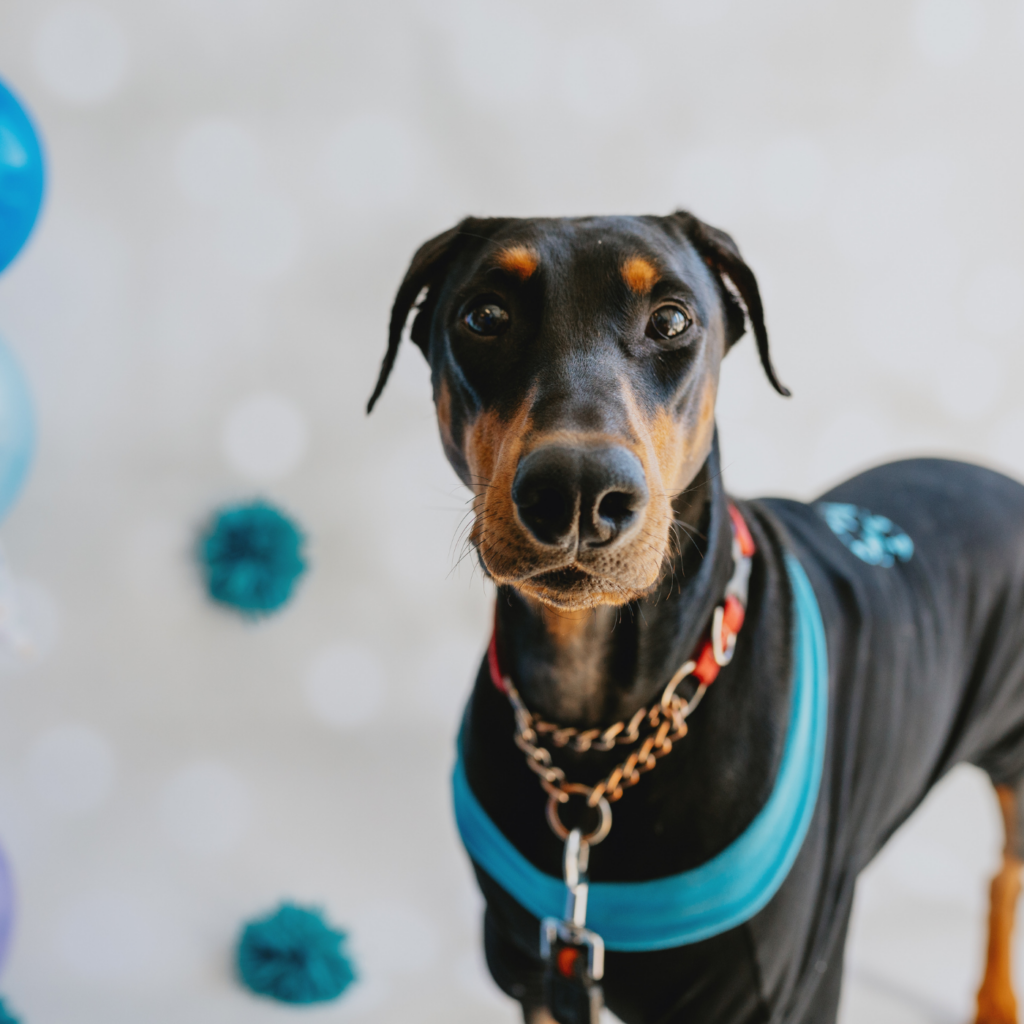 large dog wearing shirt with lights and party decorations in background