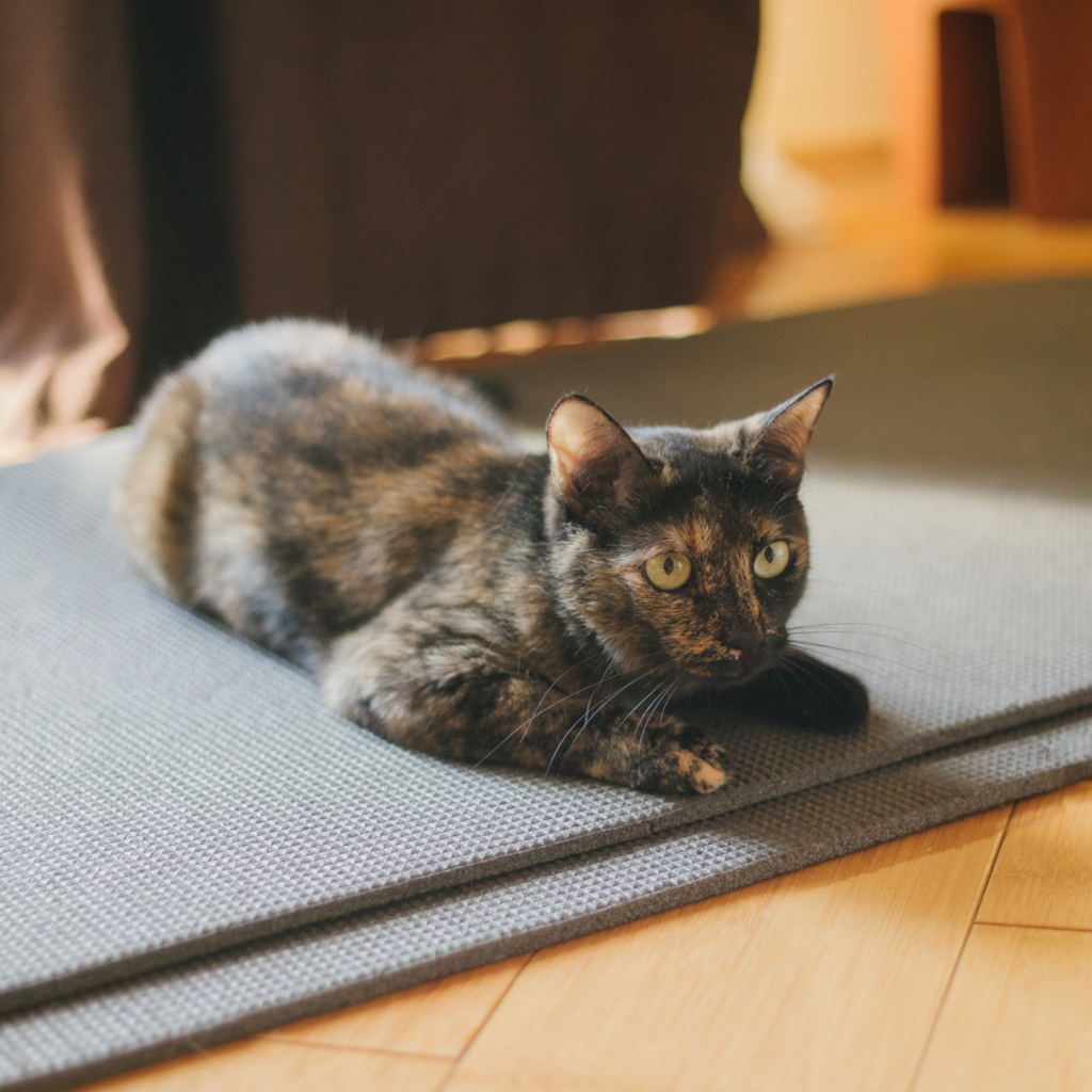 image of calliaco cat laying on grey yoga mat with sun shining in