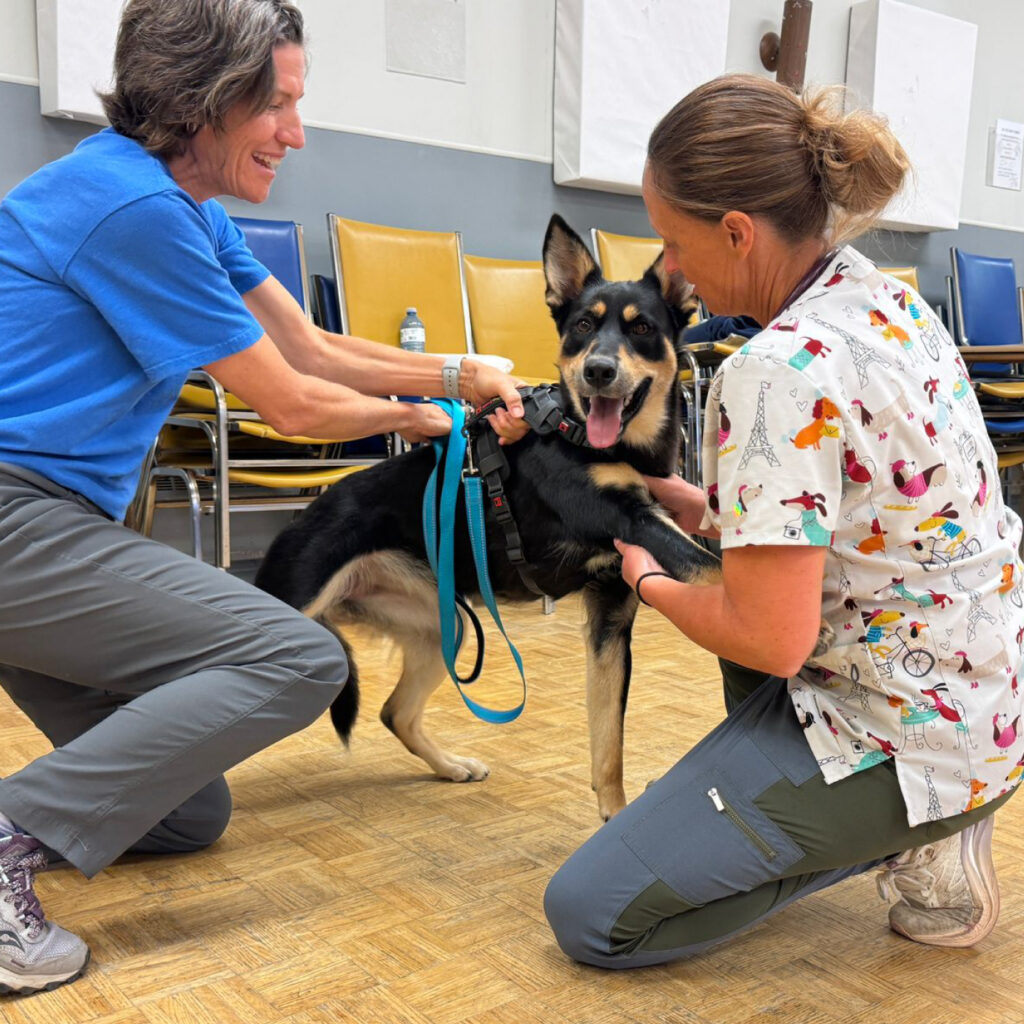 Two veterinary staff members kneeling on the floor fitting a black and tan dog with a harness at a wellness and vaccination booster clinic event.
