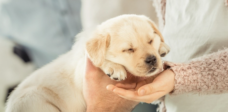 sleeping puppy