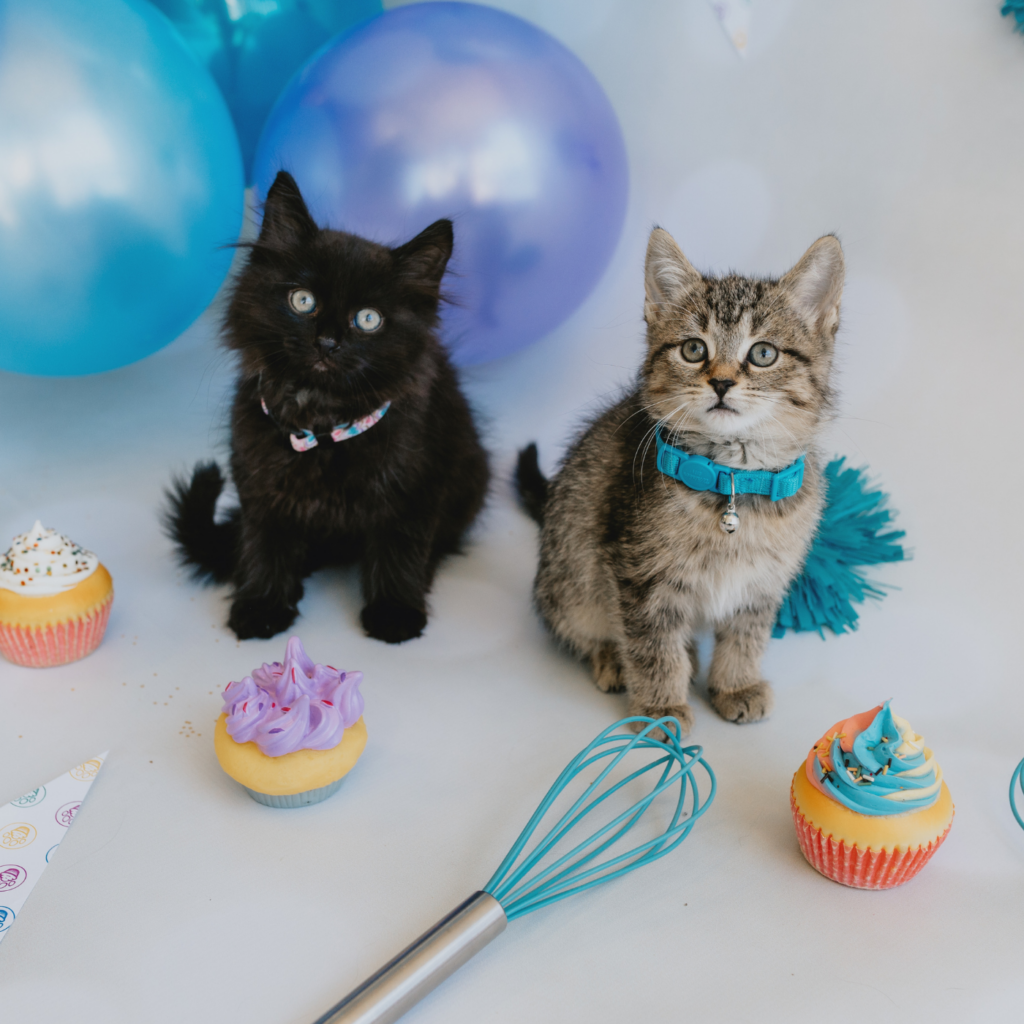 two kittens sitting with purple and blue frosted yellow cupcakes, a whisk and balloons.