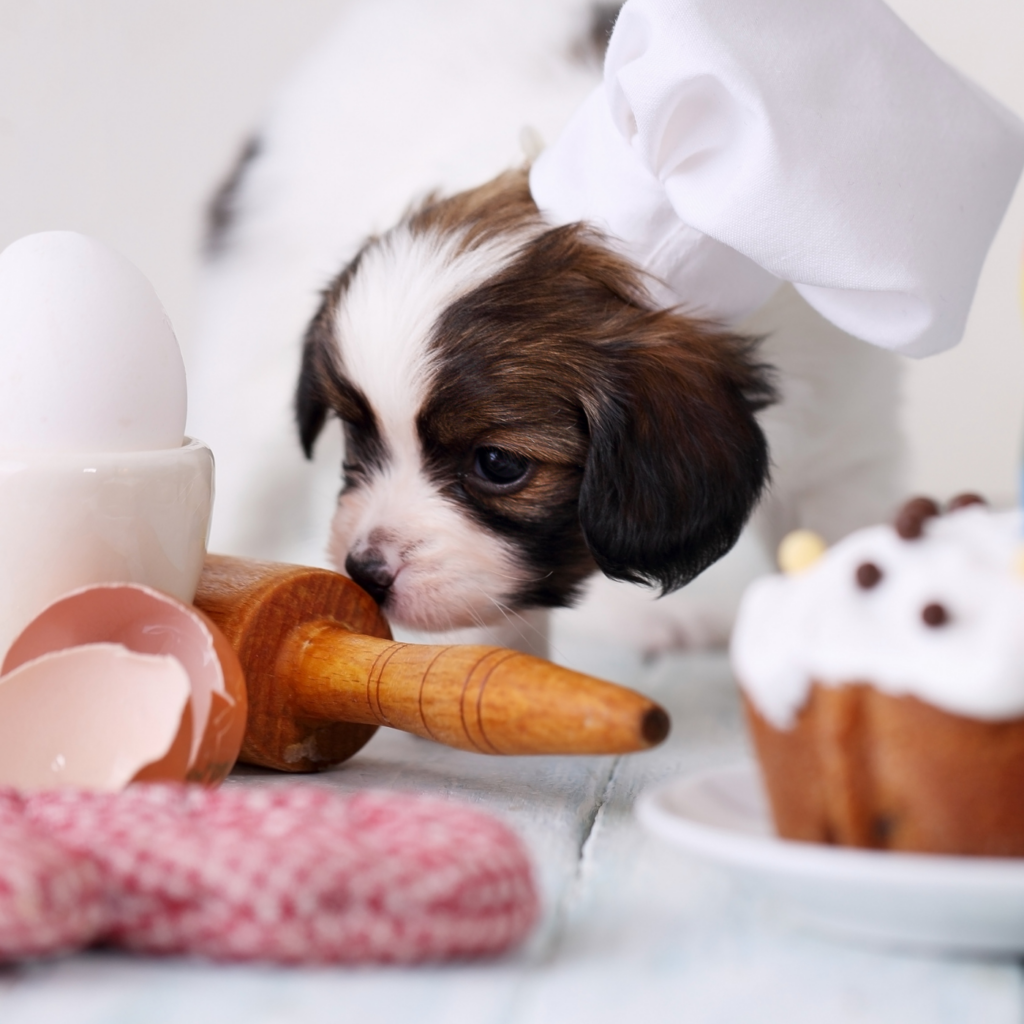 puppy wearing chef hat sniffs rolling pin, egg shell and oven mitt with cake on display.